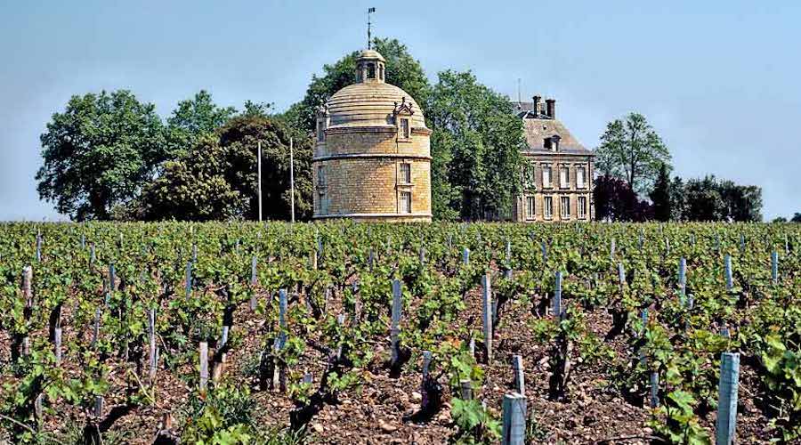 Chateau Latour vineyard